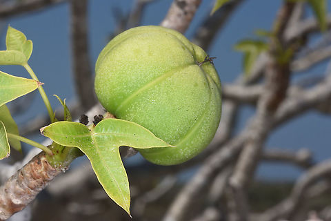 Jatropha mahafalensis W Madagascar Geotagged,Jatropha mahafalensis,Madagascar,Spring
