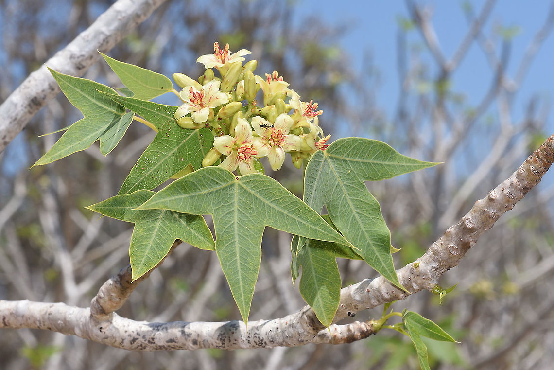 Jatropha mahafalensis W Madagascar Geotagged,Jatropha mahafalensis,Madagascar,Spring
