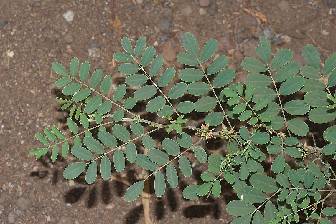 Indigofera tinctoria Indigofera tinctoria Indigofera tinctoria