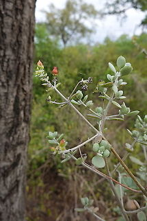 Kalanchoe bracteata ssp bracteata Madagascar, Berenty Geotagged,Kalanchoe bracteata,Madagascar,Spring