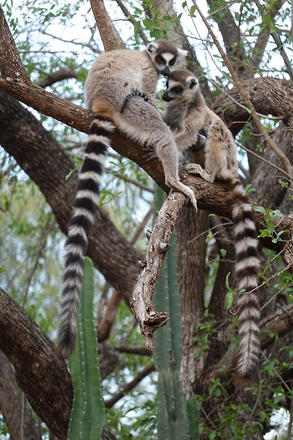 Lemur catta Madagascar, Berenty Geotagged,Lemur catta,Madagascar,Ring-tailed lemur,Spring