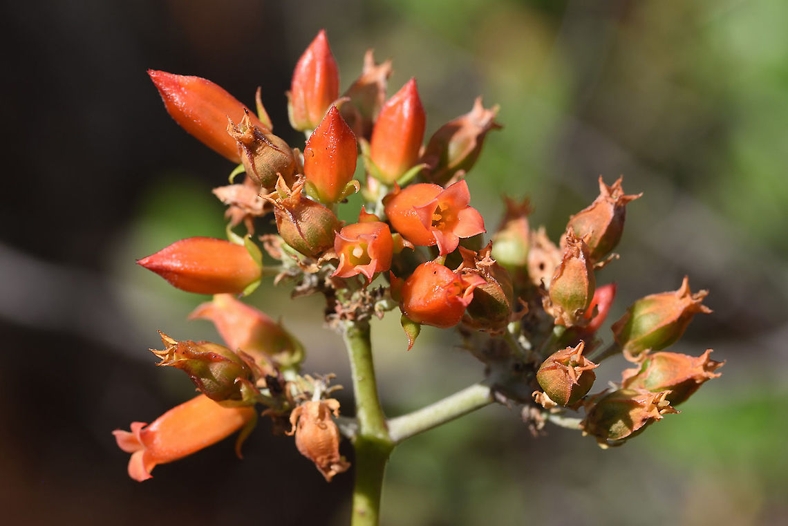 Kalanchoe linearifolia Madagascar, road to Berenty Geotagged,Kalanchoe linearifolia,Madagascar,Spring