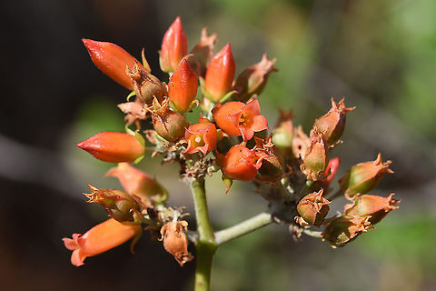 Kalanchoe linearifolia Madagascar, road to Berenty Geotagged,Kalanchoe linearifolia,Madagascar,Spring