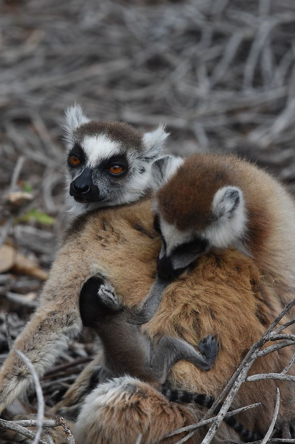 Lemur catta Madagascar, Berenty Geotagged,Lemur catta,Madagascar,Ring-tailed lemur,Spring