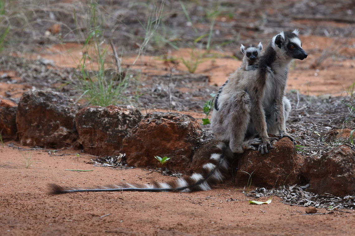Lemur catta Madagascar, Berenty Geotagged,Lemur catta,Madagascar,Ring-tailed lemur,Spring