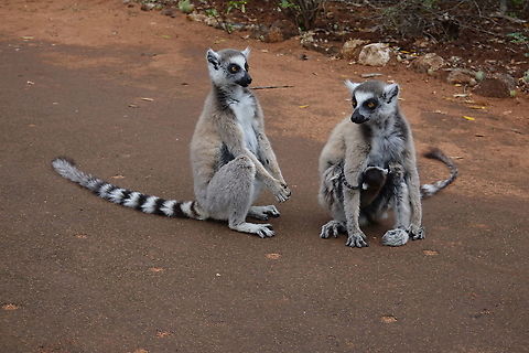 Lemur catta Madagascar, Berenty Geotagged,Lemur catta,Madagascar,Ring-tailed lemur,Spring