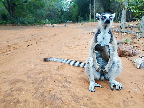 Lemur catta  Geotagged,Lemur catta,Madagascar,Ring-tailed lemur,Spring