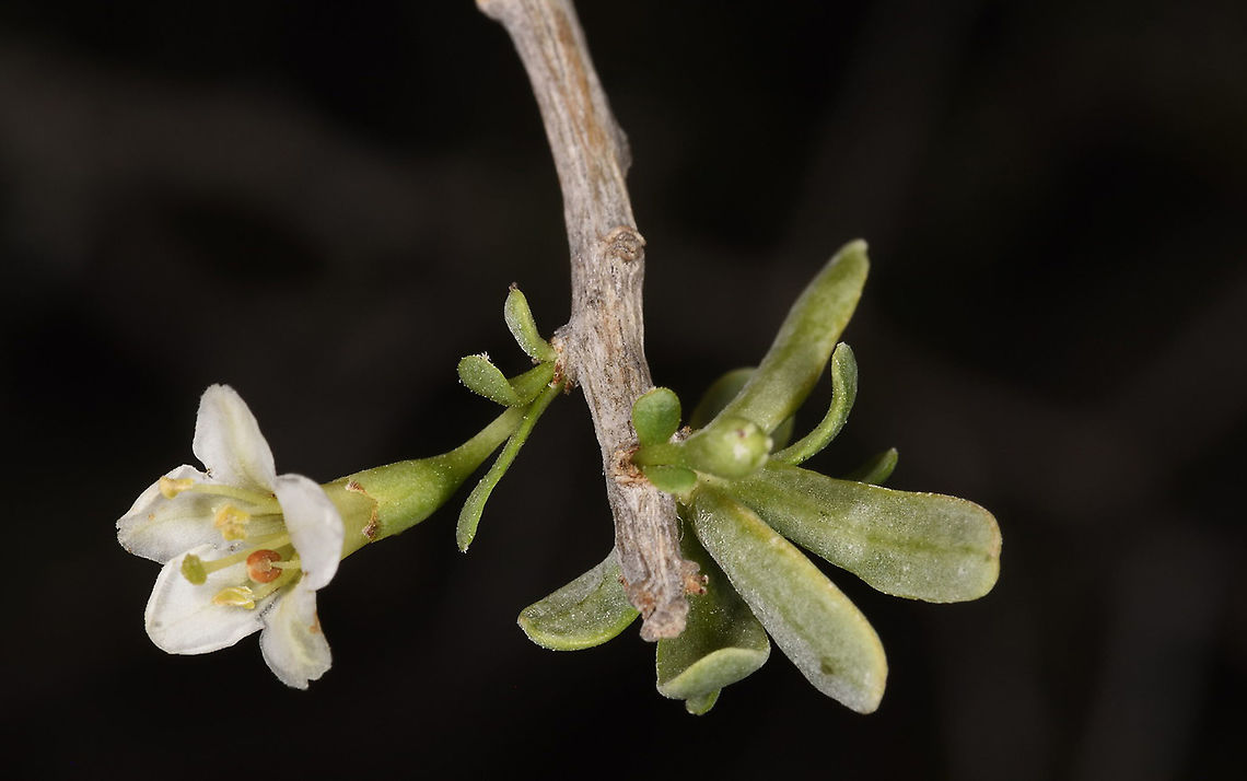 Lycium acutifolium W Madagascar Geotagged,Lycium acutifolium,Madagascar,Spring,Thicket Honey-thorn
