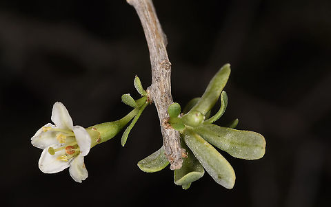 Lycium acutifolium W Madagascar Geotagged,Lycium acutifolium,Madagascar,Spring,Thicket Honey-thorn