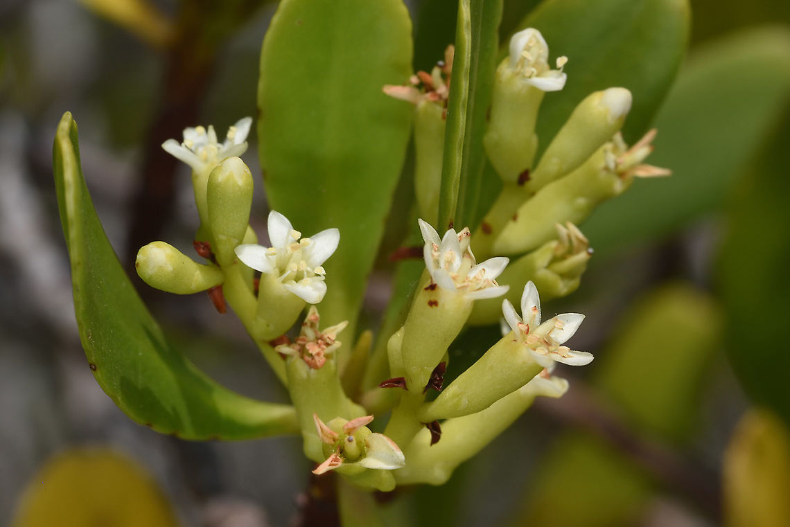 Lumnitzera racemosa W Madagascar Lumnitzera racemosa