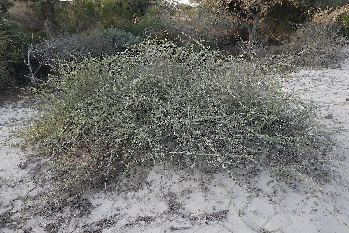Lycium acutifolium W Madagascar Geotagged,Lycium acutifolium,Madagascar,Spring,Thicket Honey-thorn