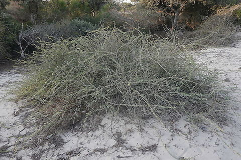 Lycium acutifolium W Madagascar Geotagged,Lycium acutifolium,Madagascar,Spring,Thicket Honey-thorn