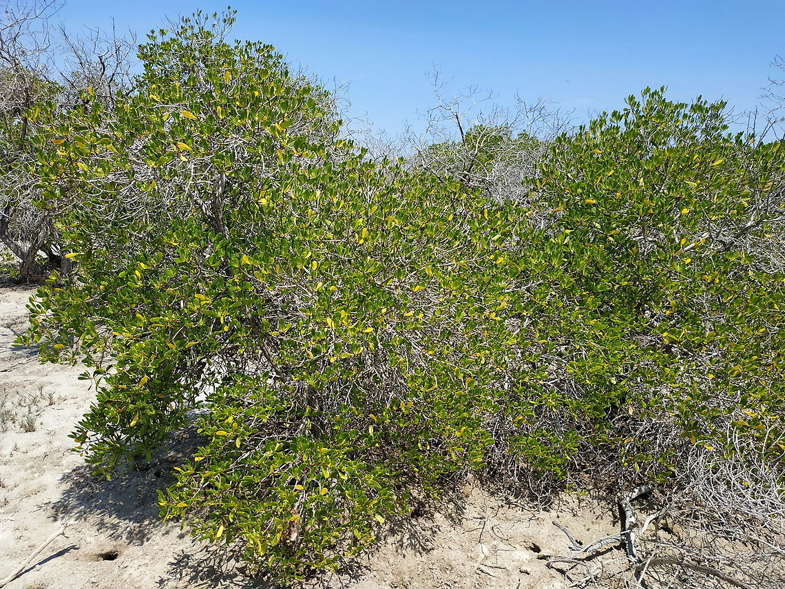 Lumnitzera racemosa W Madagascar Geotagged,Lumnitzera racemosa,Madagascar,Spring