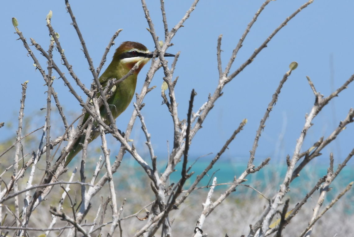 Merops superciliosus W Madagascar Geotagged,Madagascar,Merops superciliosus,Olive Bee-eater,Spring