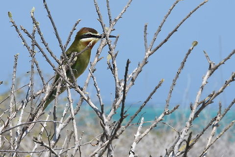 Merops superciliosus W Madagascar Geotagged,Madagascar,Merops superciliosus,Olive Bee-eater,Spring