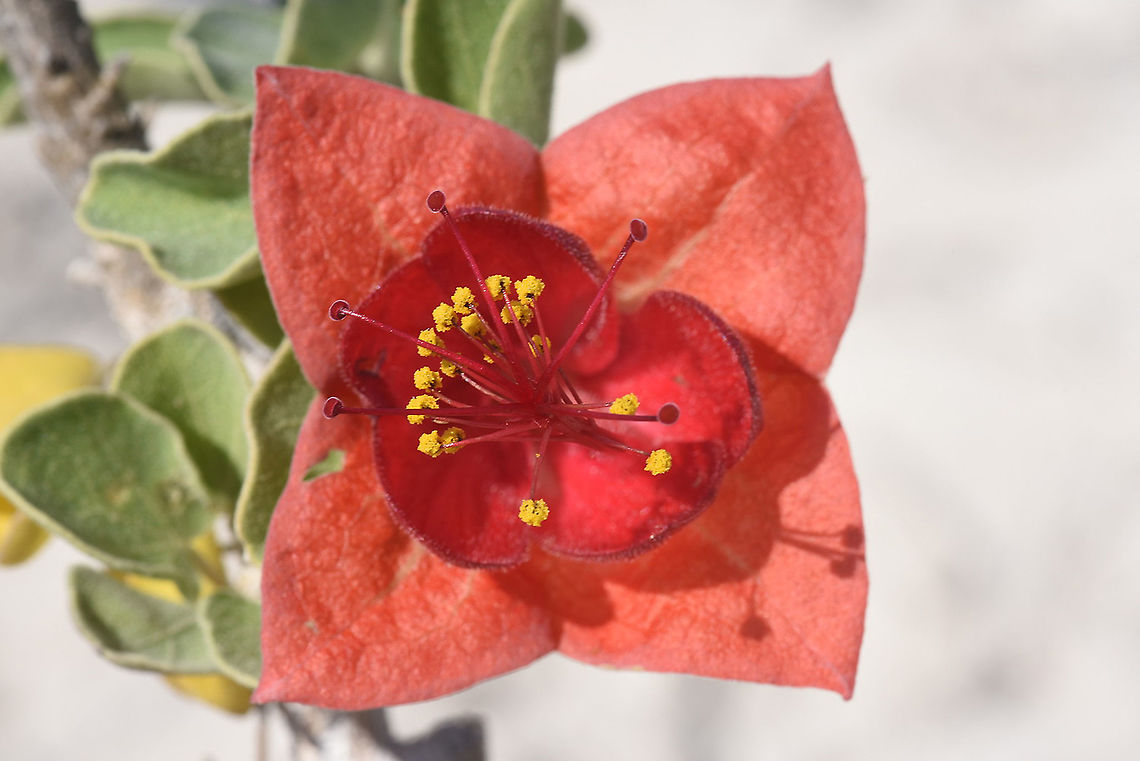 Megistostegium microphyllum W Madagascar Geotagged,Madagascar,Megistostegium microphyllum,Spring
