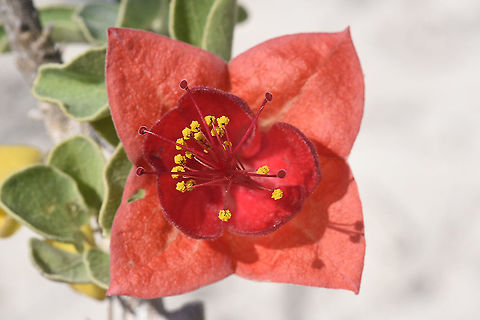 Megistostegium microphyllum W Madagascar Geotagged,Madagascar,Megistostegium microphyllum,Spring
