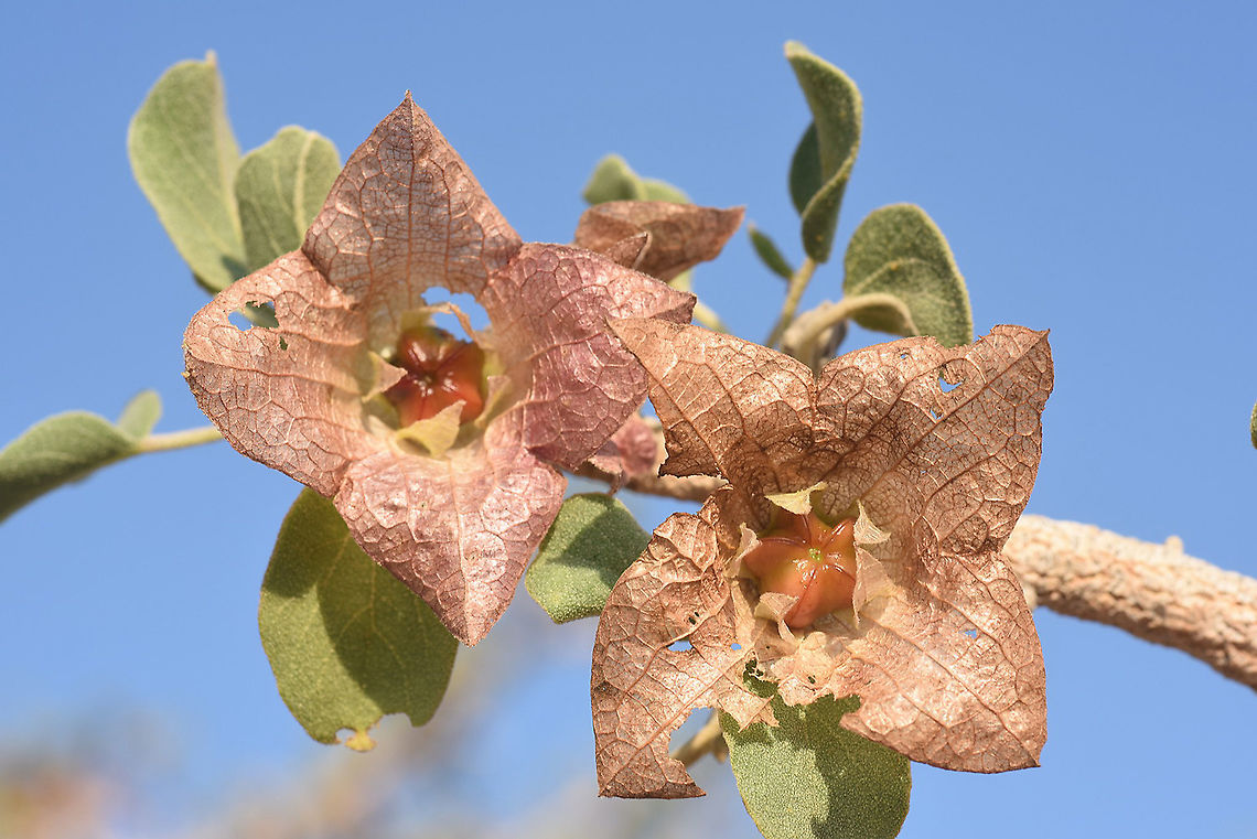 Megistostegium microphyllum W Madagascar Geotagged,Madagascar,Megistostegium microphyllum,Spring
