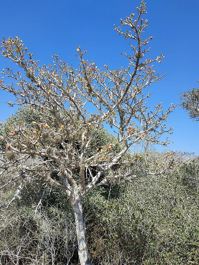 Megistostegium microphyllum W Madagascar Geotagged,Madagascar,Megistostegium microphyllum,Spring