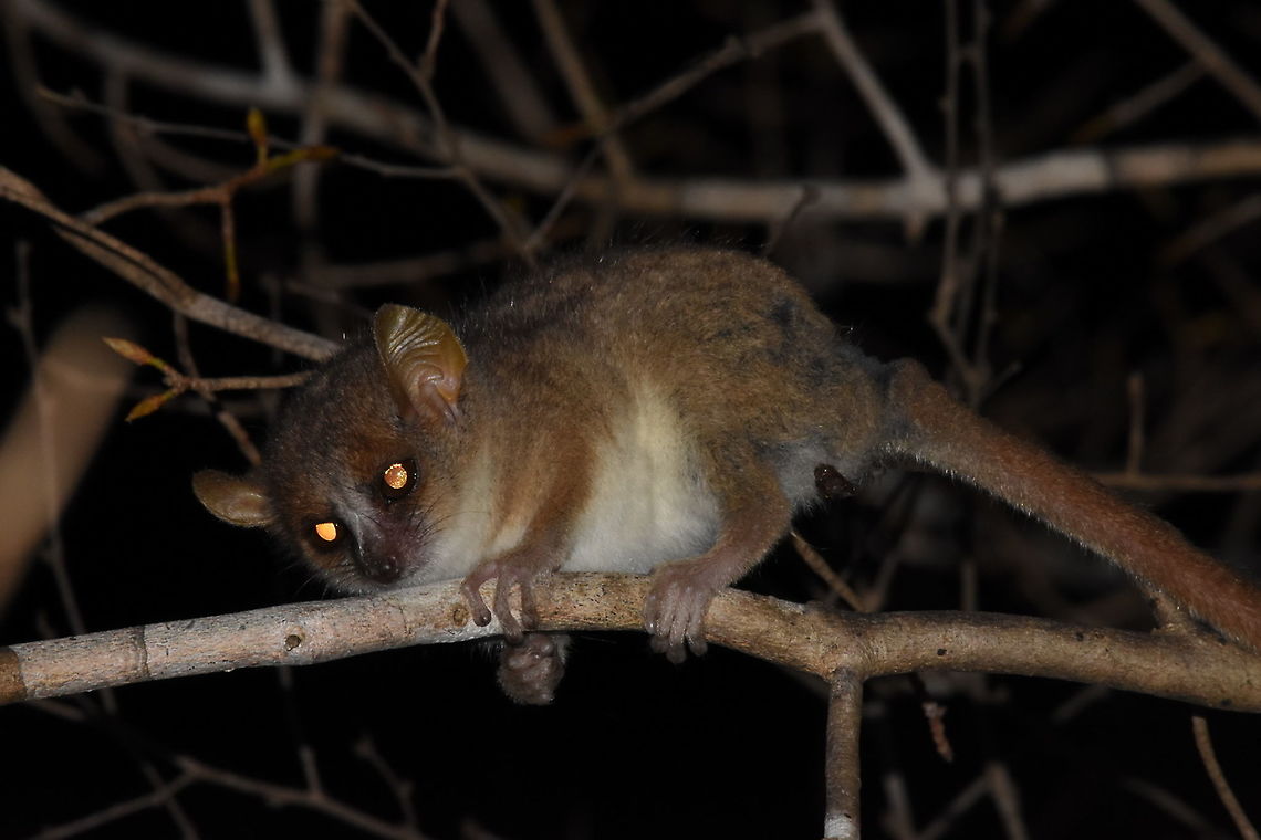 Microcebus murinus W Madagascar, Krinidy Geotagged,Gray mouse lemur,Madagascar,Microcebus murinus,Spring