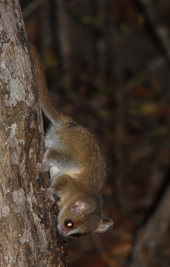Microcebus murinus W Madagascar, Krinidy Geotagged,Gray mouse lemur,Madagascar,Microcebus murinus,Spring