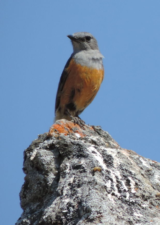 Monticola sharpei Madagascar, Isalo Forest rock thrush,Geotagged,Madagascar,Monticola sharpei,Spring