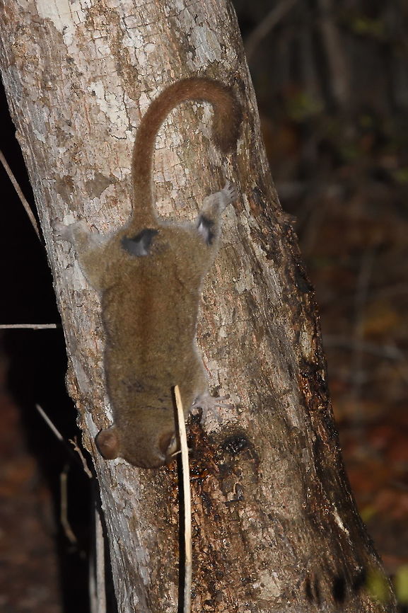 Microcebus murinus W Madagascar, Krinidy Geotagged,Gray mouse lemur,Madagascar,Microcebus murinus,Spring