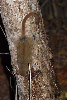 Microcebus murinus W Madagascar, Krinidy Geotagged,Gray mouse lemur,Madagascar,Microcebus murinus,Spring