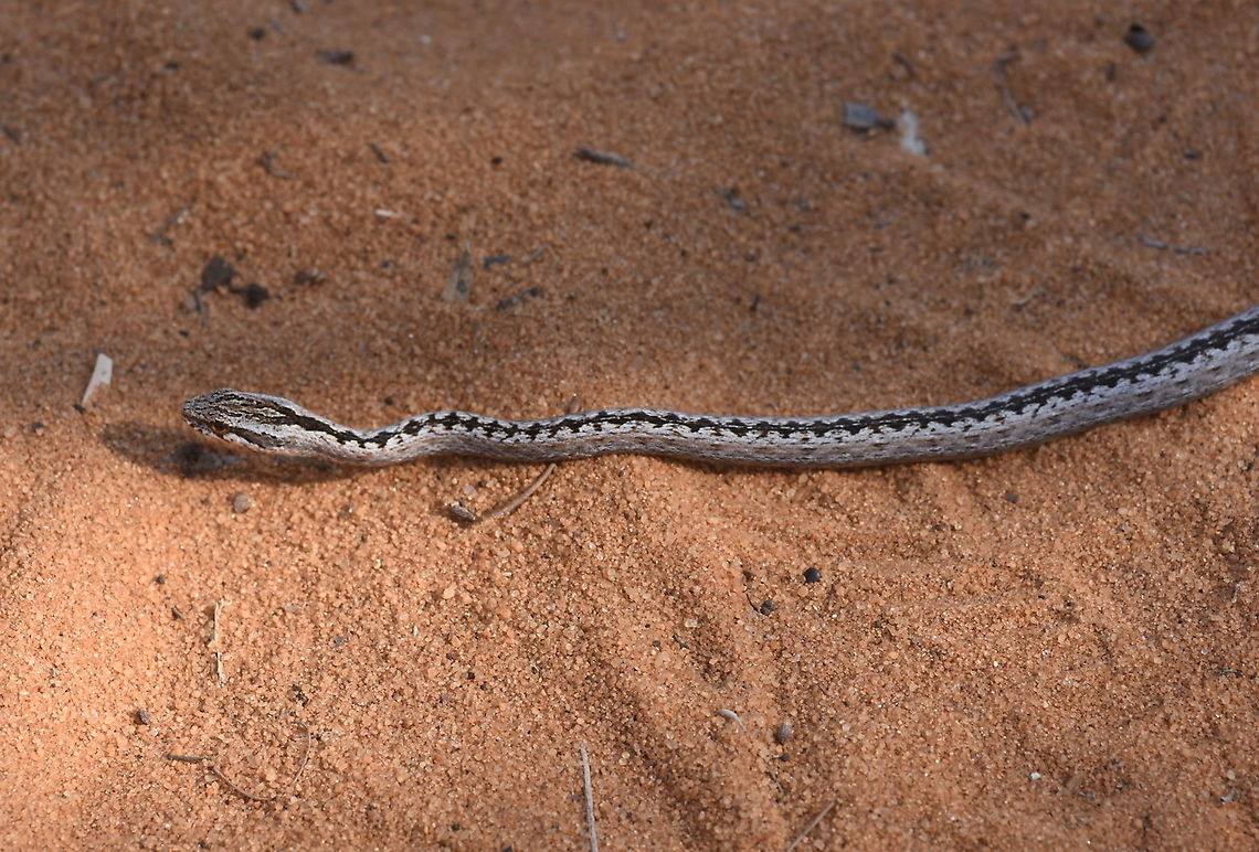 Mimophis mahfalensis W Madagascar, Ifaty Geotagged,Madagascar,Mimophis mahfalensis,Spring