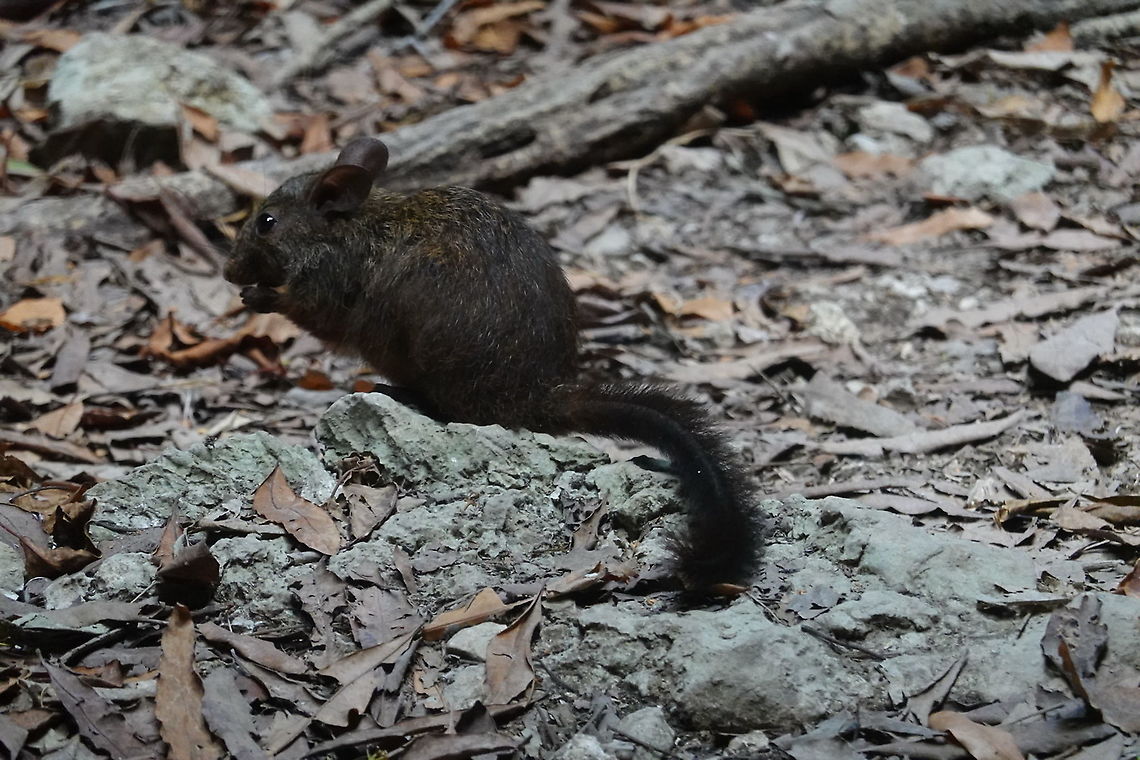 Nesomys lambertoni Madagascar, Tsingy Geotagged,Madagascar,Nesomys lambertoni,Spring,Western nesomys