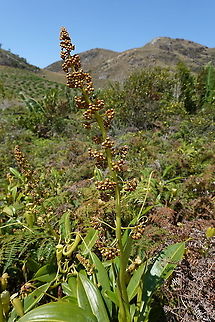Nepenthes madagascariensis S Madagascar, NE of Fort Dauphin Geotagged,Madagascar,Nepenthes madagascariensis,Spring