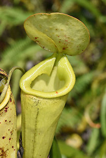 Nepenthes madagascariensis S Madagascar, NE of Fort Dauphin Geotagged,Madagascar,Nepenthes madagascariensis,Spring