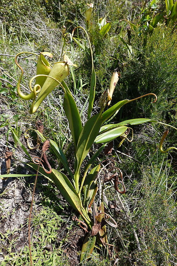 Nepenthes madagascariensis S Madagascar, NE of Fort Dauphin Geotagged,Madagascar,Nepenthes madagascariensis,Spring