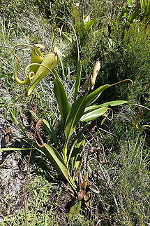 Nepenthes madagascariensis S Madagascar, NE of Fort Dauphin Geotagged,Madagascar,Nepenthes madagascariensis,Spring