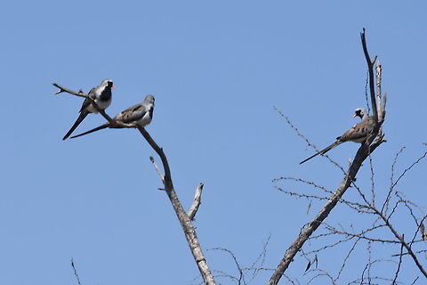 Oena capensis W Madagascar Geotagged,Madagascar,Namaqua Dove,Oena capensis,Spring