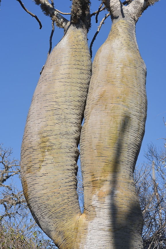 Pachypodium geayi W Madagascar, Ifaty Geotagged,Madagascar,Pachypodium geayi,Spring