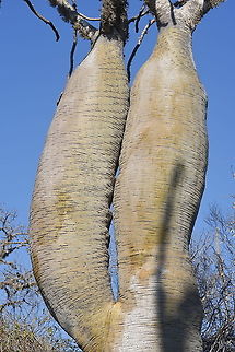 Pachypodium geayi W Madagascar, Ifaty Geotagged,Madagascar,Pachypodium geayi,Spring