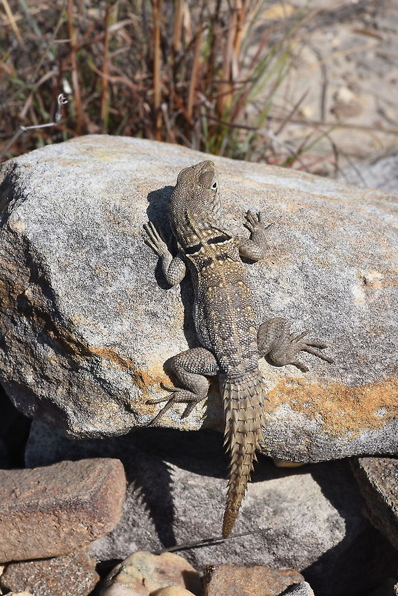 Oplurus cyclurus Madagascar, Isalo Geotagged,Madagascar,Oplurus cyclurus,Spring
