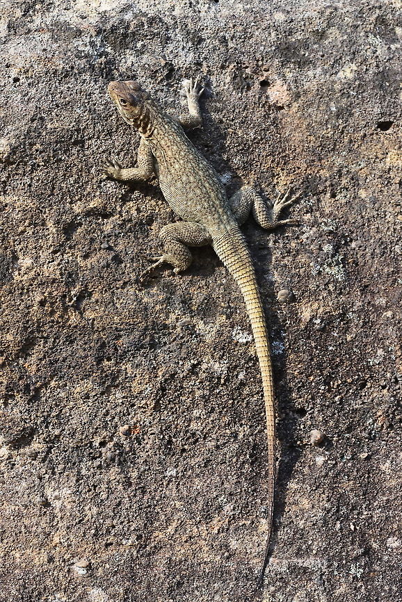 Oplurus quadrimaculatus Madagascar, Isalo Dum&eacute;ril's Madagascar Swift,Geotagged,Madagascar,Oplurus quadrimaculatus,Spring