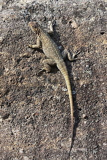 Oplurus quadrimaculatus Madagascar, Isalo Dum&eacute;ril's Madagascar Swift,Geotagged,Madagascar,Oplurus quadrimaculatus,Spring