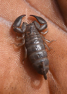 Opisthacanthus lucienneae Madagascar, Berenty Geotagged,Madagascar,Opisthacanthus lucienneae,Spring