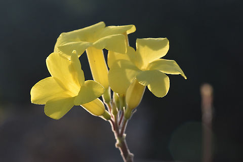Pachypodium rosulatum Madagascar, Isalo Elephant's Foot Plant,Geotagged,Madagascar,Pachypodium rosulatum,Spring