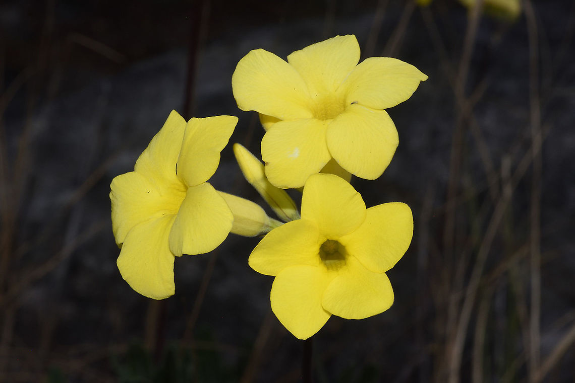 Pachypodium rosulatum var gracilius Madagascar, Isalo Elephant's Foot Plant,Geotagged,Madagascar,Pachypodium rosulatum,Spring