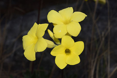 Pachypodium rosulatum var gracilius Madagascar, Isalo Elephant's Foot Plant,Geotagged,Madagascar,Pachypodium rosulatum,Spring