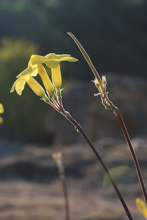 Pachypodium rosulatum var gracilius Madagascar, Isalo Elephant's Foot Plant,Geotagged,Madagascar,Pachypodium rosulatum,Spring