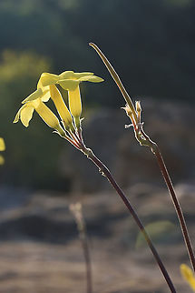 Pachypodium rosulatum var gracilius Madagascar, Isalo Elephant's Foot Plant,Geotagged,Madagascar,Pachypodium rosulatum,Spring