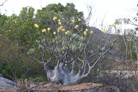 Pachypodium_rosulatum_var_gracilius_2019 Madagascar, Isalo Elephant's Foot Plant,Geotagged,Madagascar,Pachypodium rosulatum,Spring