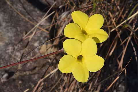 Pachypodium rosulatum Madagascar, Isalo Elephant's Foot Plant,Geotagged,Madagascar,Pachypodium rosulatum,Spring