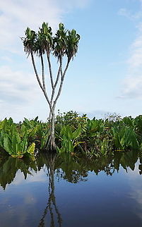 Pandanus rollotii S Madagascar, NE of Fort Dauphin Geotagged,Madagascar,Pandanus rollotii,Spring