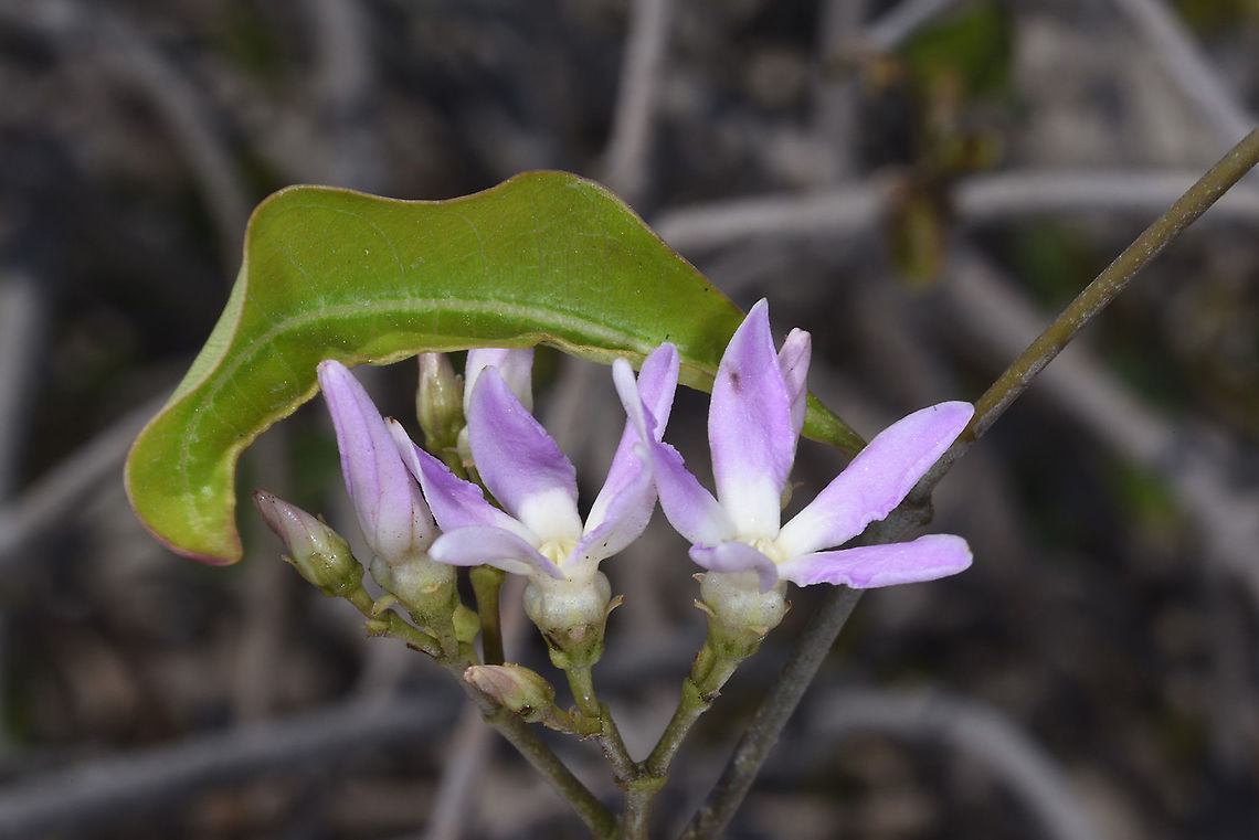 Pentopetia_grevei_2019 W Madagascar Geotagged,Madagascar,Pentopetia grevei,Spring